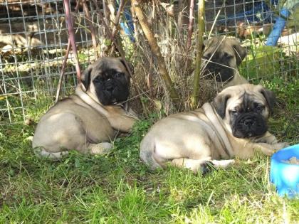 Wunderschön Weihnachten Bullmastiff Rüden und Hündinnen Welpen
