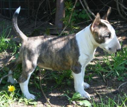 Süße Miniatur Bullterrier Welpen suchen ein neues Zuhause