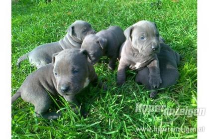 Pitbull Blueline welpen 12 Wochen alt