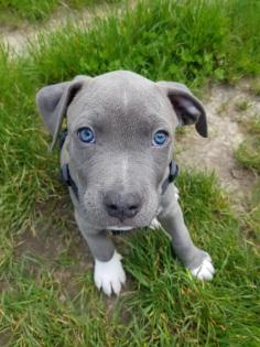 Pitbull Blaue Linie Welpen 10 Wochen abgabebereit