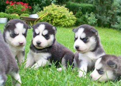 Siberian Husky-Welpen - reinrassig / Ingolstadt