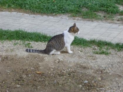 Grau-weiß-getigerte Katze vermisst in 07987 M. -Teichwolframsdorf Werdauer Wald