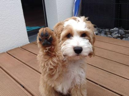 Wir haben kleine Schönheiten in schwarz und schoko nicht haarende COCKERDOODLE