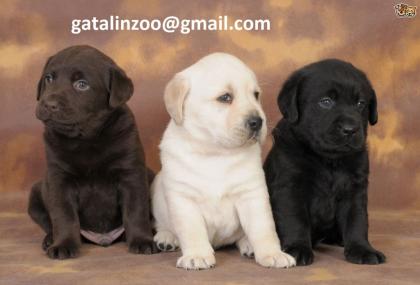 Wunderschönen Labrador Welpen abzugeben.