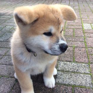 Reinrassige Akita Inu Welpen