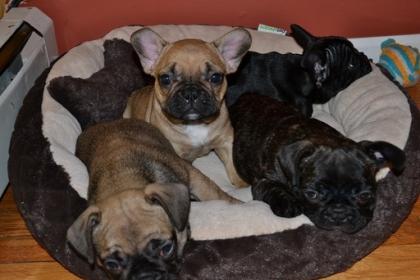 Wunderschone Englische Bulldogge - Welpen mit Lieferung direkt zu Ihnen nach Hau