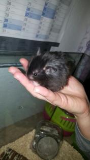 Teddyhamsterkinder aus liebevoller Hobbyzucht