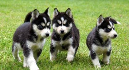 Weihnachten Reinrassige Siberian Husky Welpen mit blaue Augen