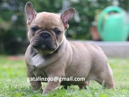 Französische Bulldogge-Welpen-Abholbereit Whatsapp 971588303943