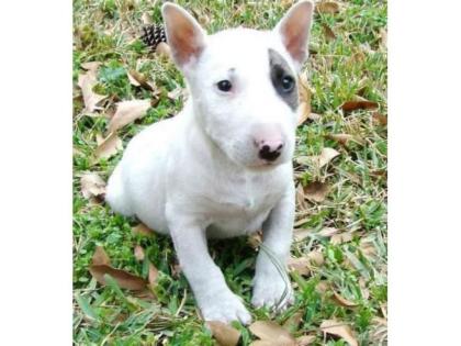 Miniature Bullterrier Welpen reinrassig Schwarz Weiß Braun Gestromt