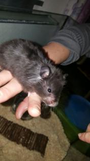 Junge Teddyhamster aus liebevoller Hobbyzucht