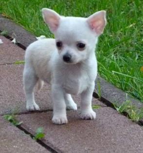 Suche weiße Chihuahua Hündin