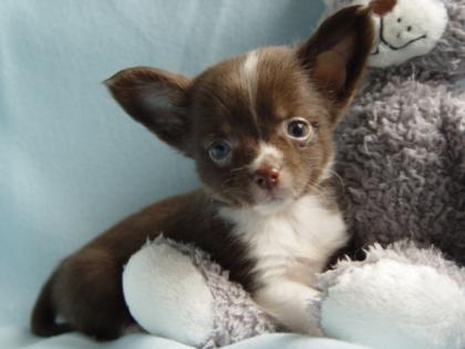Wunderschöne reinrassige Chihuahua Babys suchen ihr zu Hause