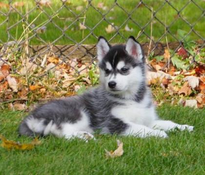 12 Huskywelpen, Siberian Husky Welpen, sibirische