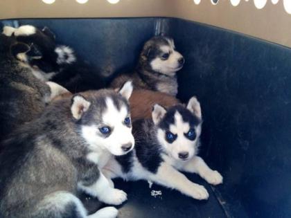 Siberian Husky Welpen, sibirische Huskywelpen