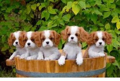 Cavalier-King-Charles Spaniel welpen8