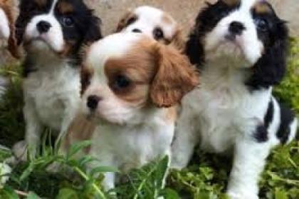 Cavalier-King-Charles Spaniel Welpe mit Ahnentafel