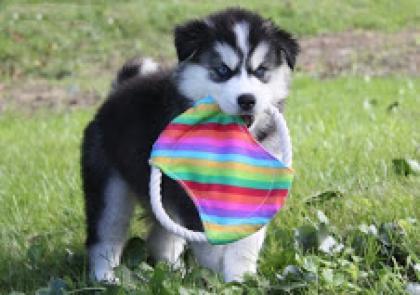 . Wunderschöne reinrassige Siberian Husky Welpen kbjasbkjb