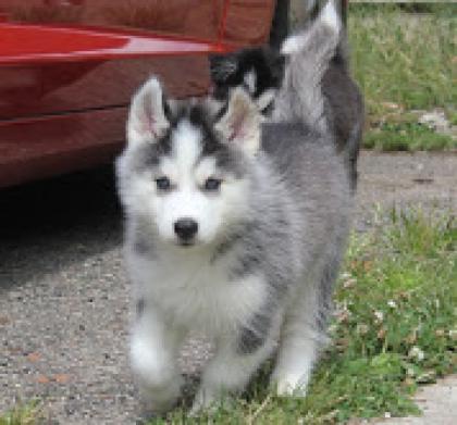 Siberian Husky Welpen abzugeben