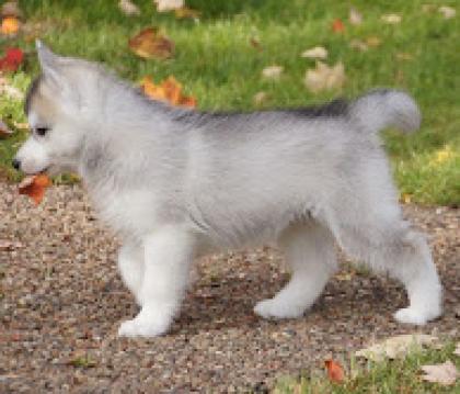 Siberian Husky Welpen abzugeben