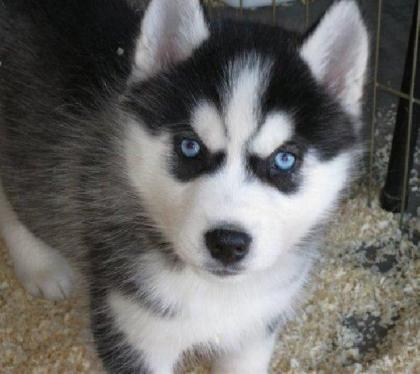 Wunderbare Siberian Husky für rehoming