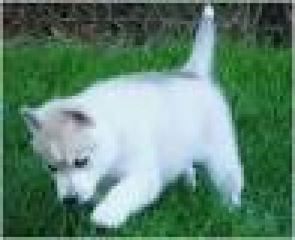 Reinrassige schwarz/weiß/grau Siberian Husky verfügbar