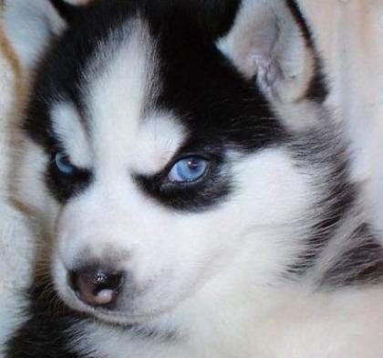 Süße Siberian Husky für rehoming, jede liebevolles Zuhause