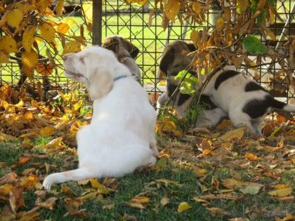 Spinone Italiano - Welpen