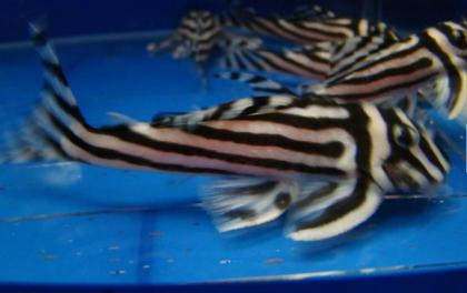 Verfügbar L046 Zebra Pleco