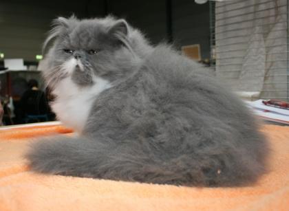 Blue-white perserkaterchen