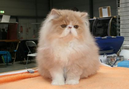 Cream-whiter Perserkater
