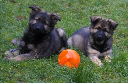Altdeutsche Schäferhund Welpen