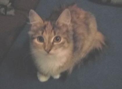 Maine Coon Mix