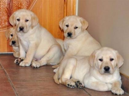Weihnachten Wunderschöne Labrador Welpen abzugeben.