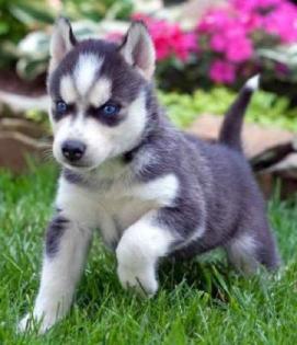Hübscher, toller, gutmütiger Husky Rüde in gute Hände abzugeben