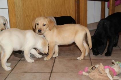 Labrador Retriever Welpen mit Papieren
