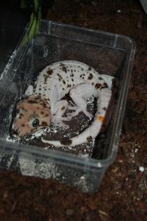 Verfügbar 9 verschiedene Tokay geckos morphs zum Verkauf