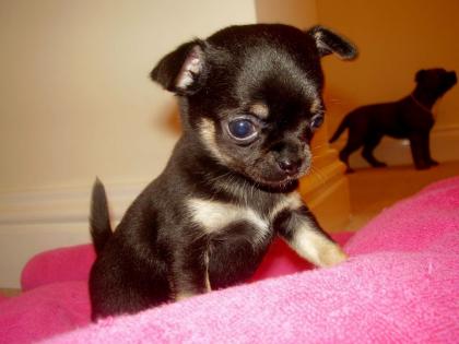 Unsere reinrassigen Chihuahua Welpen sind Auszug bereit und suchen nun ein neues