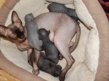 Sphynx Kitten mit Tasthaare suchen ein zu Hause