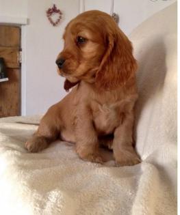 Englisch Cocker Spaniel