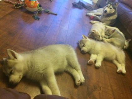 Weihnachtsgeschenk Purebred Siberian Husky Welpen zur Annahm