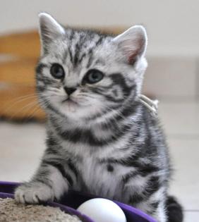 BKH Kitten Whiskas Katzen Babys Black Silver Tabby Classic