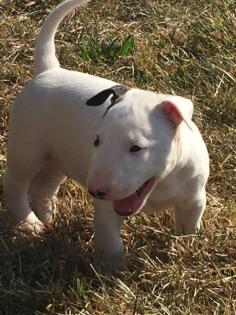 Wundervolle Miniatur Bullterrier welpen aus pll freier