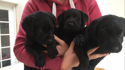 Sweet Labrador Welpen kostenlos