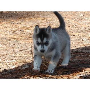 Reinrassige Siberian Husky-Welpen