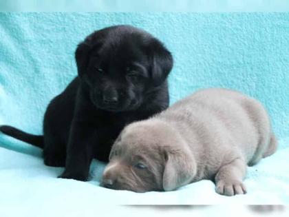 Zuckersüße Labrador welpen