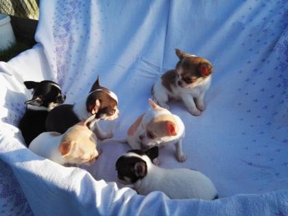 Chihuahua Welpen in Kurz und Langhaar