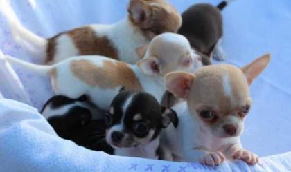 Chihuahua Welpen Geimpft, Registriert.