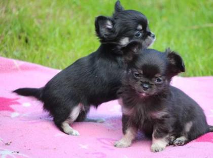 Chihuahua Welpen Geimpft, Registriert.