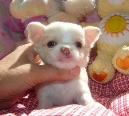 Chihuahua Welpen Geimpft, Registriert. ,